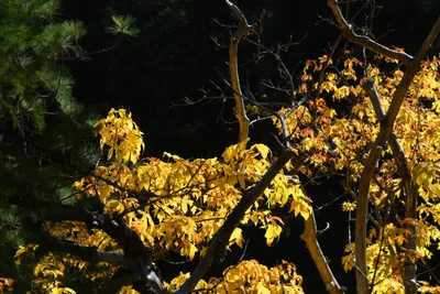 DSC_6463 (Large).JPG